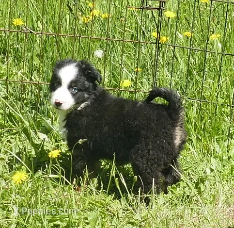 Lil Rustyrose BTM – Toy Australian Shepherd puppy for sale in Portland, OR