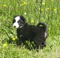 Lil Rustyrose BTM, a male Toy Australian Shepherd for sale in Portland, OR – 1 of 3