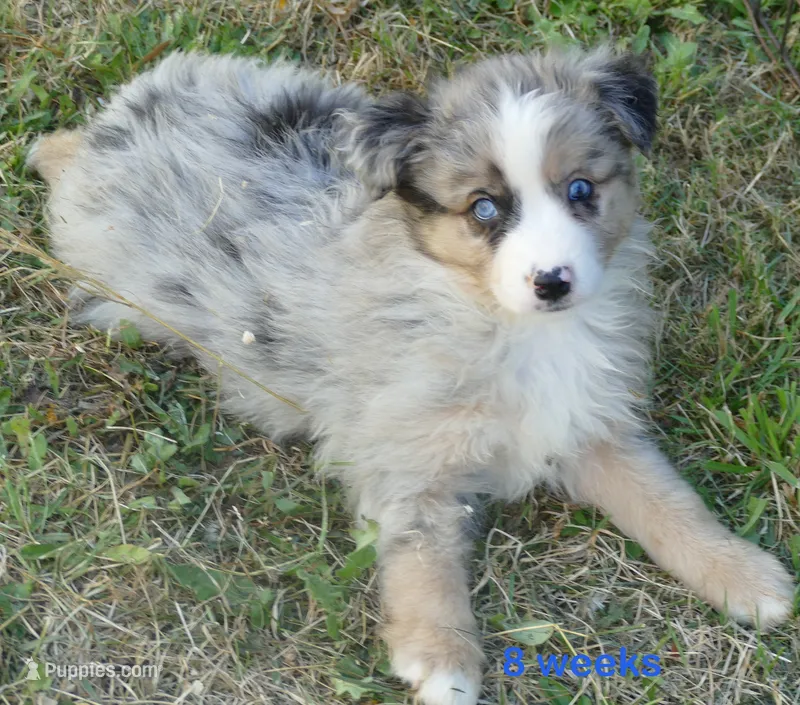 Grace-ci Belle BMM1 – Miniature Australian Shepherd puppy for sale in Portland, OR