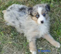 Grace-ci Belle BMM1, a male Miniature Australian Shepherd for sale in Portland, OR – 3 of 5