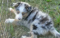 Lil paisley bmf w TAIL, a female Toy Australian Shepherd for sale in Portland, OR – 7 of 7