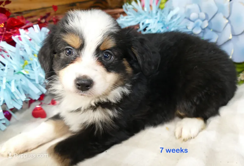 Lil Starb btm1 – Toy Australian Shepherd puppy for sale in Portland, OR