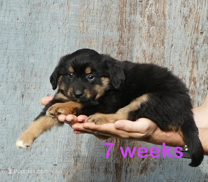 FR-Rose BTF with tail – Toy Australian Shepherd puppy for sale in Portland, OR