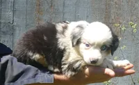 Rustybelle BMM, a male Miniature Australian Shepherd for sale in Portland, OR – 3 of 4