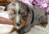 LIL Starnight BMF, a female Toy Australian Shepherd for sale in Portland, OR – 1 of 2