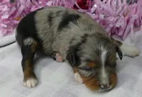 LIL Starnight BMF, a female Toy Australian Shepherd for sale in Portland, OR – 2 of 2