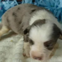 mistyblue bmm2, a male Miniature Australian Shepherd for sale in Portland, OR – Photo 2 of 6