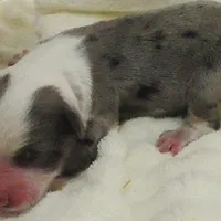 mistyblue bmm2, a male Miniature Australian Shepherd for sale in Portland, OR – Photo 3 of 6