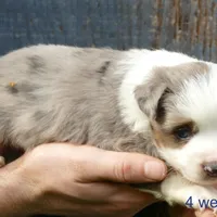 mistyblue bmm2, a male Miniature Australian Shepherd for sale in Portland, OR – Photo 1 of 6