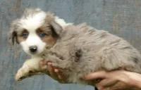 mistyblue bmm2, a male Miniature Australian Shepherd for sale in Portland, OR – Photo 6 of 6
