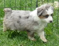 mistyblue bmm2, a male Miniature Australian Shepherd for sale in Portland, OR – Photo 4 of 6