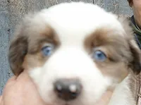 mistyblue bmm2, a male Miniature Australian Shepherd for sale in Portland, OR – Photo 5 of 6