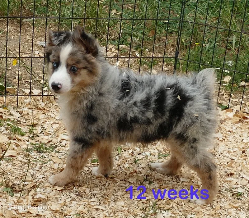Grace-ci Belle BMM1 – Miniature Australian Shepherd puppy for sale in Portland, OR