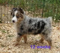 Grace-ci Belle BMM1, a male Miniature Australian Shepherd for sale in Portland, OR – 1 of 5