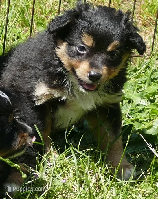 Lil Starnight btf – Toy Australian Shepherd puppy for sale in Portland, OR