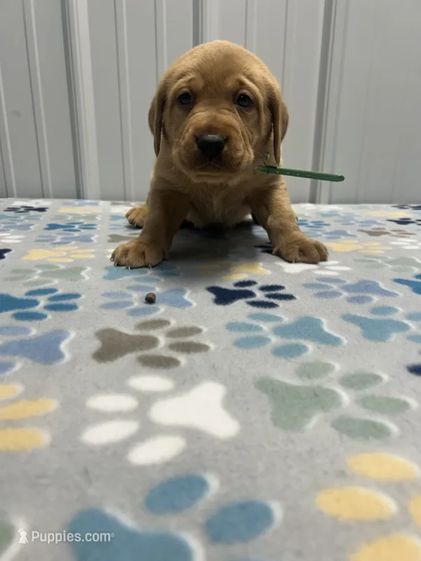 Green collar male  – Labrador Retriever puppy for sale in Donnellson, IA