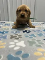 Green collar male , a male Labrador Retriever for sale in Donnellson, IA – 1 of 1
