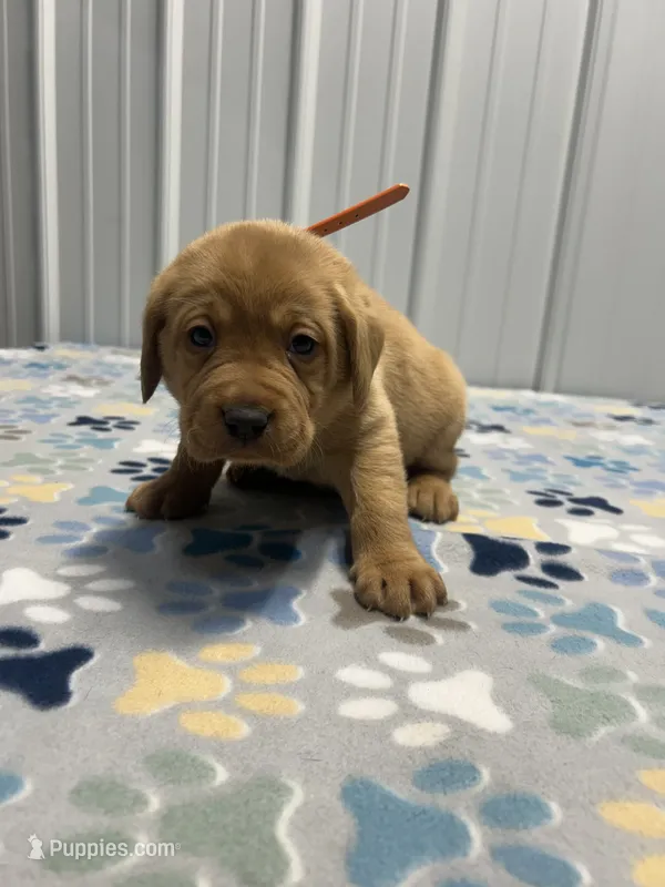 Orange collar male – Labrador Retriever puppy for sale in Donnellson, IA