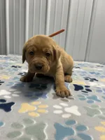 Orange collar male, a male Labrador Retriever for sale in Donnellson, IA – 1 of 1