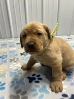 Yellow collar male , a male Labrador Retriever for sale in Donnellson, IA – 1 of 1