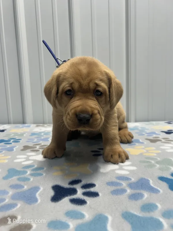 Blue collar male  – Labrador Retriever puppy for sale in Donnellson, IA