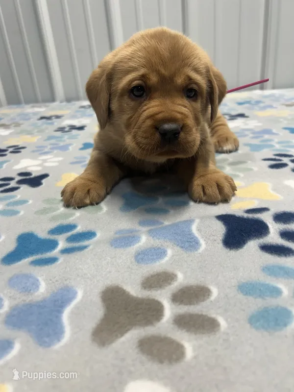 Pink collar female  – Labrador Retriever puppy for sale in Donnellson, IA