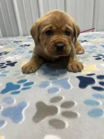 Pink collar female , a female Labrador Retriever for sale in Donnellson, IA – 1 of 1