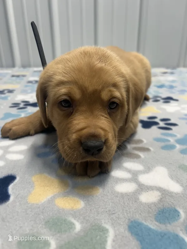 Black collar male  – Labrador Retriever puppy for sale in Donnellson, IA