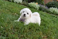 Theresa, a female Cavachon for sale in Millersburg, OH – 6 of 7