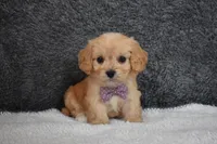 Paige , a female Cavachon for sale in Millersburg, OH – Photo 1 of 5