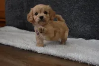 Paige , a female Cavachon for sale in Millersburg, OH – Photo 2 of 5