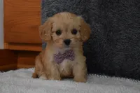 Paige , a female Cavachon for sale in Millersburg, OH – Photo 5 of 5