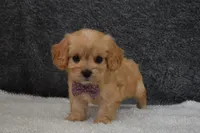 Paige , a female Cavachon for sale in Millersburg, OH – Photo 3 of 5