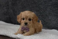 Paige , a female Cavachon for sale in Millersburg, OH – Photo 4 of 5