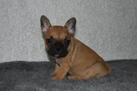 Stacey, a female French Bulldog for sale in Millersburg, OH – Photo 1 of 4