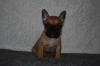 Stacey, a female French Bulldog for sale in Millersburg, OH – Photo 2 of 4