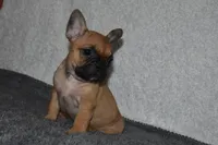Stacey, a female French Bulldog for sale in Millersburg, OH – Photo 4 of 4