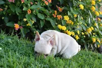 Sonya , a female French Bulldog for sale in Millersburg, OH – 4 of 6