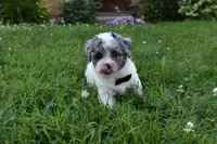 Carter, a male Bichpoo for sale in Millersburg, OH – 3 of 4