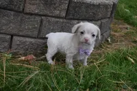 Snickers, a female French Bulldog and Poodle - Toy  for sale in Millersburg, OH – 2 of 4