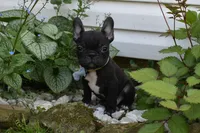 Palmar , a male French Bulldog for sale in Millersburg, OH – 3 of 4