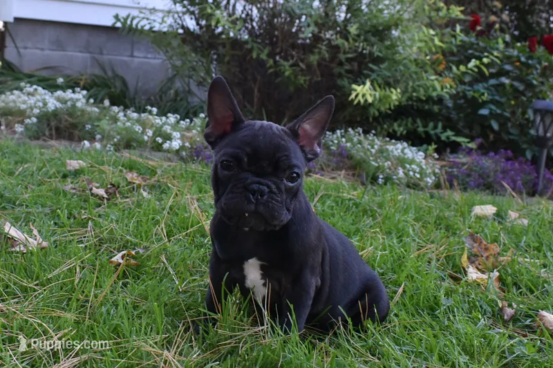 Skittles  – French Bulldog puppy for sale in Millersburg, OH