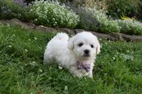 Theresa, a female Cavachon for sale in Millersburg, OH – 7 of 7