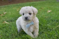 Snuggles, a female French Bulldog and Poodle - Toy  for sale in Millersburg, OH – 2 of 5