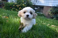 Cash , a male Cavachon for sale in Millersburg, OH – 5 of 6