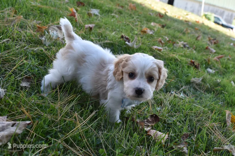 Carter – Cavachon puppy for sale in Millersburg, OH