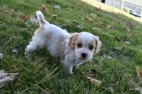 Carter, a male Cavachon for sale in Millersburg, OH – 1 of 4