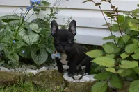 Palmar , a male French Bulldog for sale in Millersburg, OH – 2 of 4