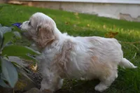 Cash , a male Cavachon for sale in Millersburg, OH – 4 of 6