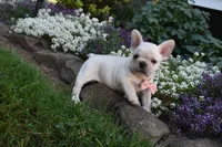 Tanya , a male French Bulldog and Pug for sale in Millersburg, OH – 3 of 4